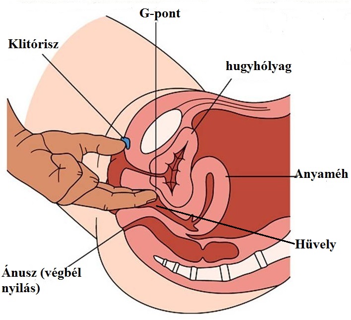 Covid-pénisz: átlagosnál nagyobból átlag alatti lett egy férfinek - EgészségKalauz