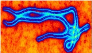 Az Ebola vírusa